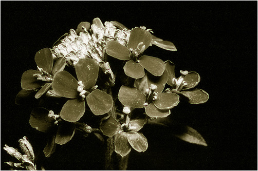 Erysimum hieracifolium. UV light