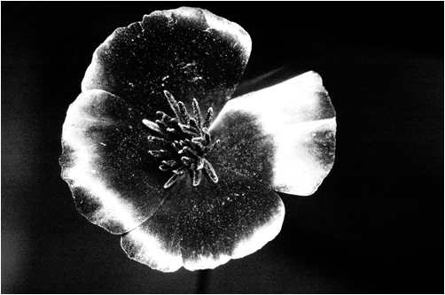 Eschholzia californica. UV light