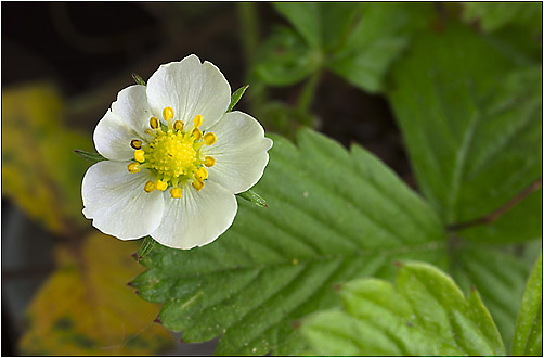 Fragaria vesca. Visible light