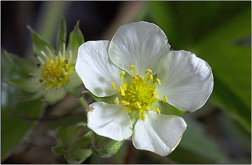 Fragaria viridis Visible light