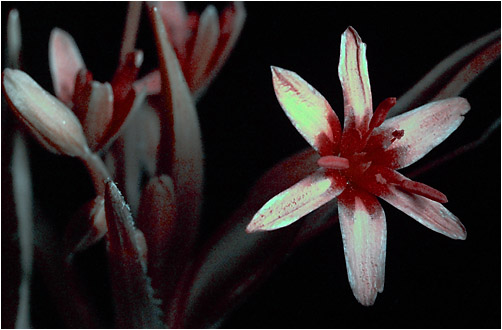 Gagea lutea. UV light