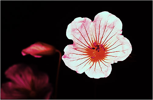 Geranium pratense. UV light