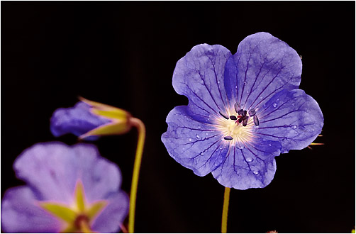 Geranium pratense. Visible light