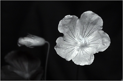 Geranium pratense. IR light