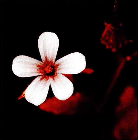 Geranium robertianum UV light