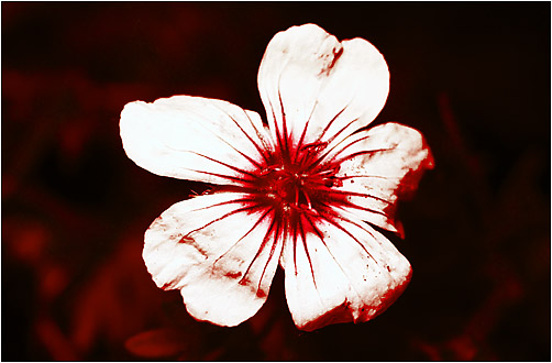 Geranium sanguineum. UV light