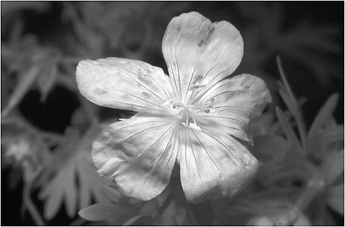 Geranium sanguineum. IR light