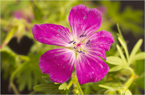 Geranium sanguineum. Visible light