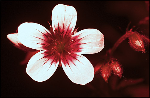 Geranium sylvaticum UV light