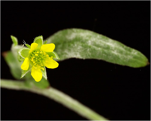 Geum urbanum. Visible light