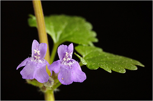 Glechoma hederacea. Visible light