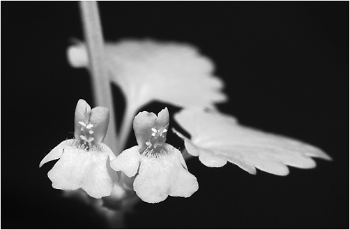 Glechoma hederacea. IR light