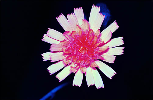 Hieracium sp. UV light