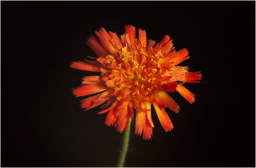 Hieracium aurantiacum. Visible light