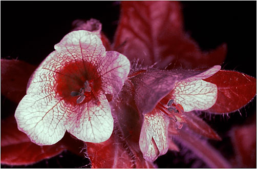 Hyascyamus niger. UV light