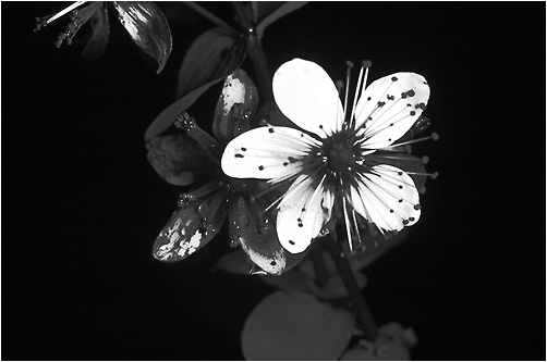 Hypericum maculatum. UV light