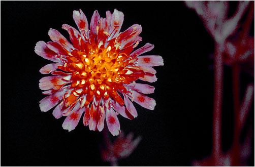 Knautia arvensis. UV light