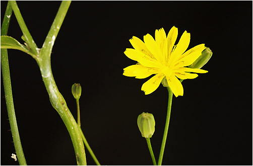 Lapsana communis. Visible light