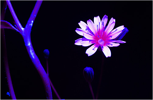 Lapsana communis. UV light