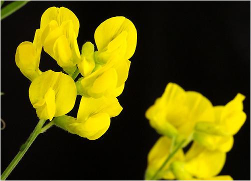 Lathyrus pratensis. Visible light