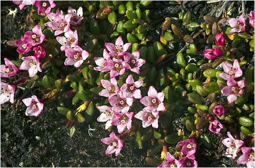 Loisleuria procumbens. Visible light