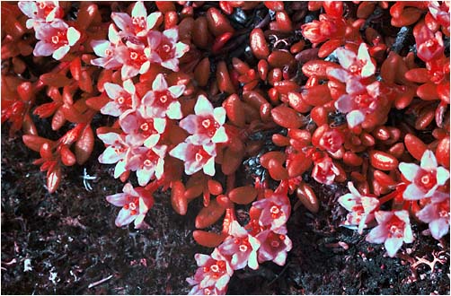 Loisleuria procumbens. UV light