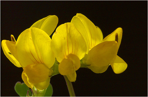 Lotus corniculatus. Visible light