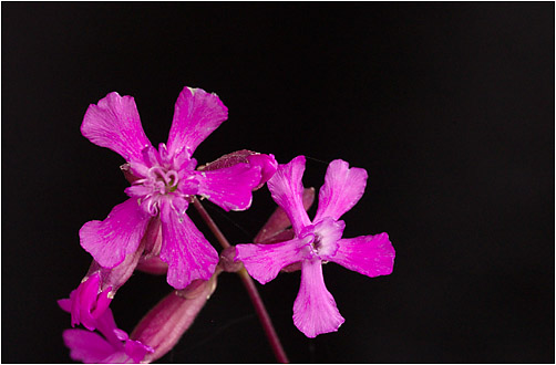 Lychnis viscaria. Visible light