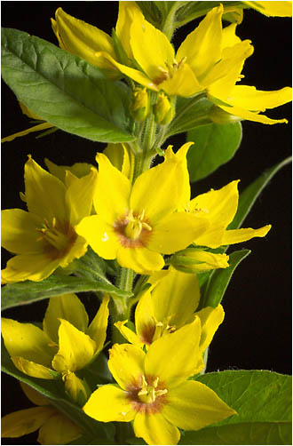 Lysimachia punctata. Visible light