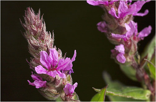 Lythrum salicaria. Visible light