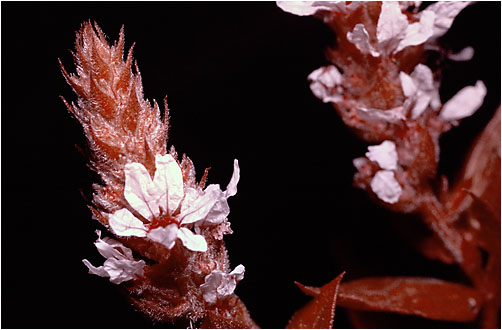 Lythrum salicaria. UV light