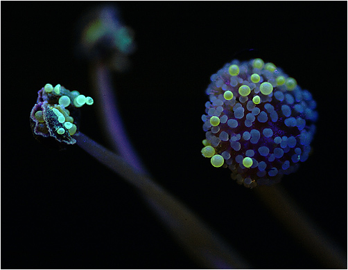 Mirabilis jalapa. UV fluorescence of pollen