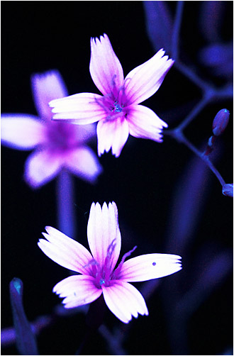 Mycelia muralis.  UV light