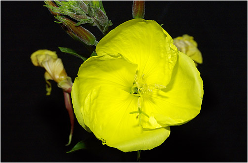 Oenothera biennis. Visible light