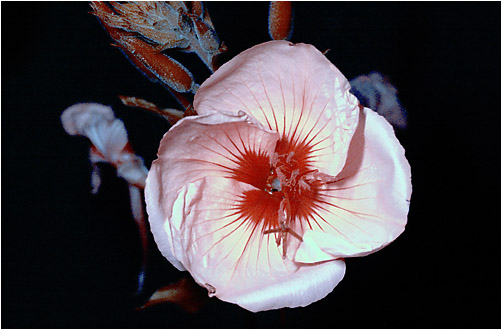 Oenothera biennis. UV light