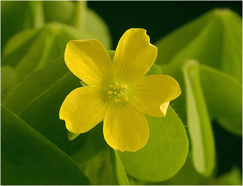 Oxalis fontana Visible light