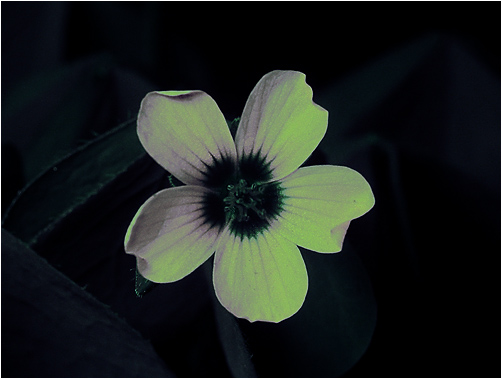 Oxalis fontana. UV light