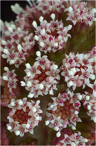 Petasites hybridus. Visible light