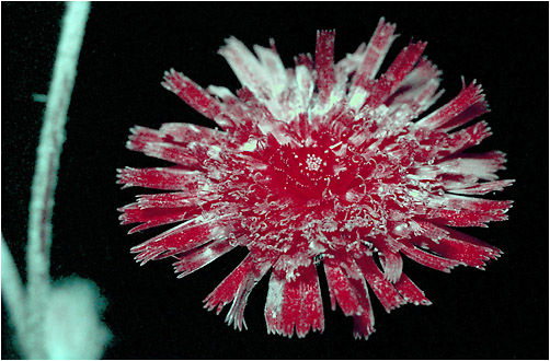 Hieracium sp. UV light