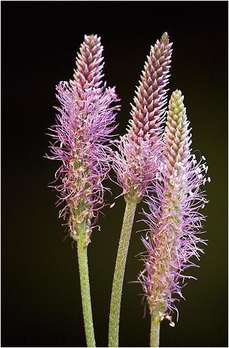 Plantago media. Visible light