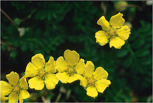 Potentilla anserina. Visible light