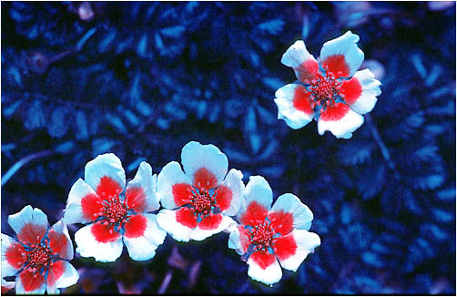 Potentilla anserina. Ultraviolet light