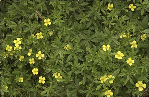 Potentilla erecta. Visible light