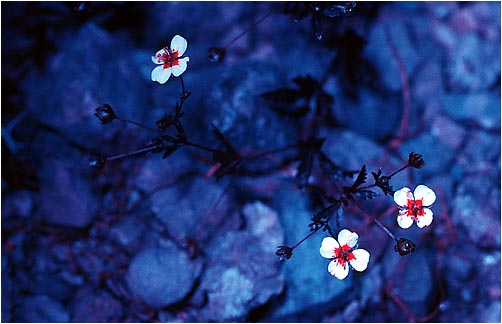 Potentilla erecta. Ultraviolet light