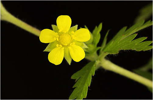 Potentilla intermedia. Visible light