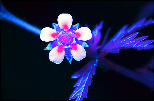 Potentilla intermedia. Ultraviolet light