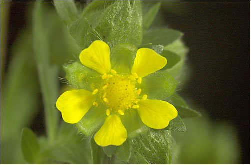 Potentilla norvegica. Visible light