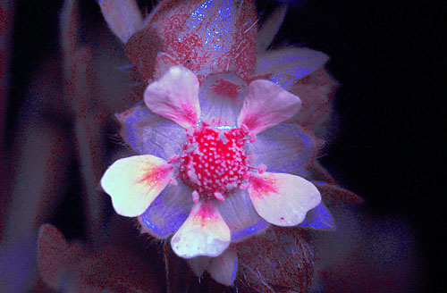 Potentilla norvegica. Ultraviolet light