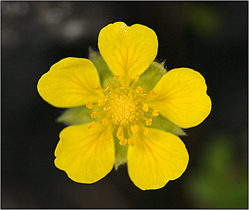 Potentilla reptans. Visible light