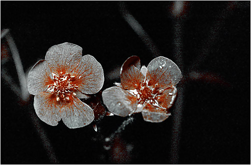 Potentilla rupestris. Ultraviolet light